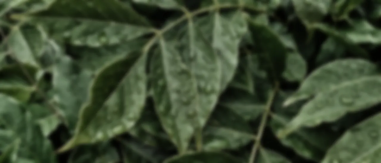 Das Bild zeigt Blätter in einer verschwommenen Optik